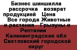 Бизнес шиншилла, рассрочка - возврат продукцией › Цена ­ 4 500 - Все города Животные и растения » Грызуны и Рептилии   . Калининградская обл.,Светловский городской округ 